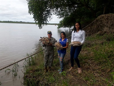  A orillas del río Meta, 3 tortugas terecay recobraron su libertad
