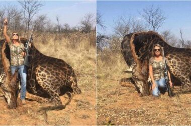 Mujer mató a jirafa y posó orgullosa en redes con el corazón del animal